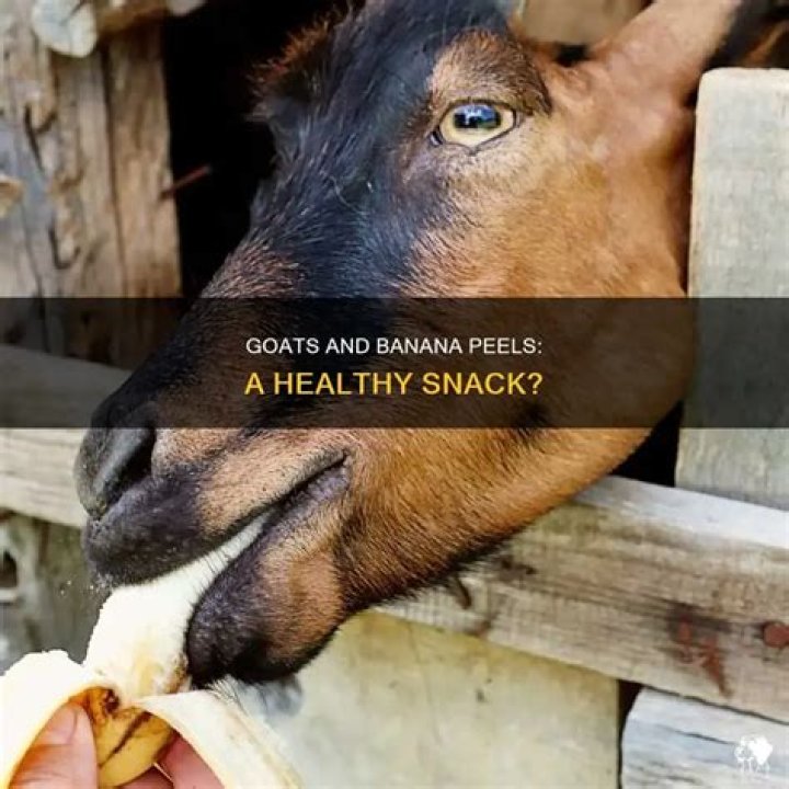 Can goats eat banana peels?