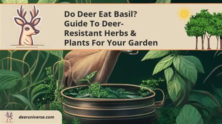 Do deer and rabbits eat basil?