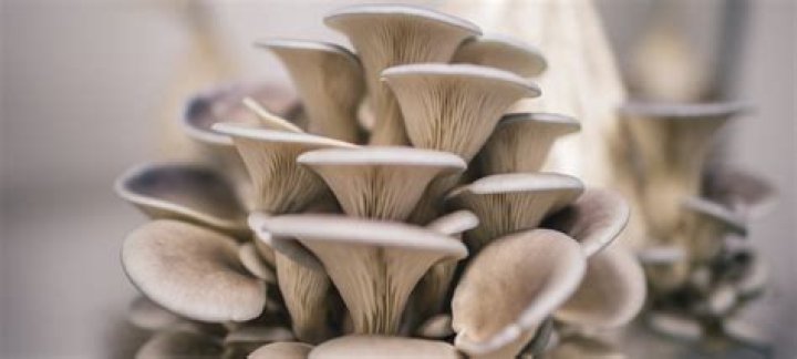 Do oyster mushrooms need light to grow?