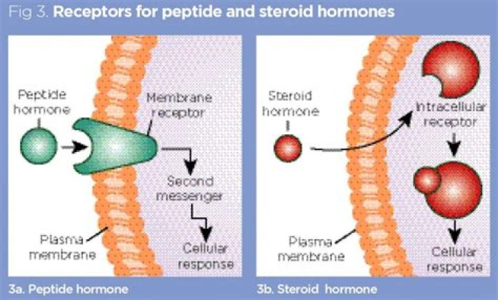 Is FSH a steroid or peptide hormone?