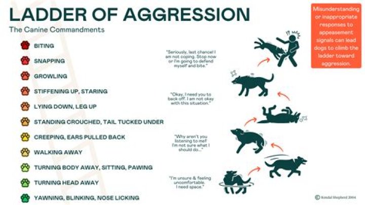 What causes dog aggression towards owners?