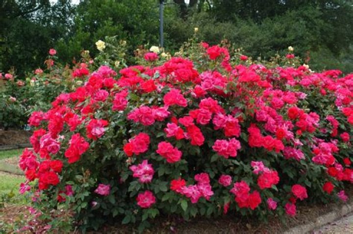 Why are they called knockout roses?