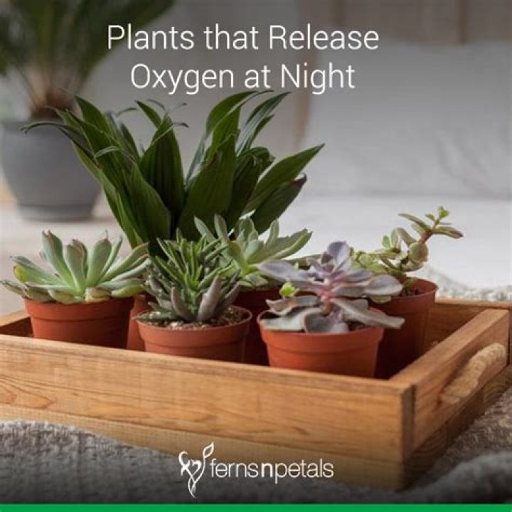 Why do plants release oxygen during the day but not during the night?